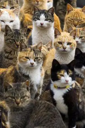 ปกนิยาย มหัศจรรย์แดนแมวเหมียว (fic exo)