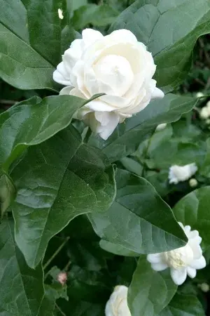 ปกนิยาย Call me my brother