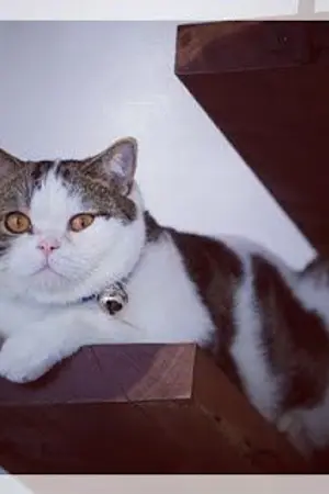 ปกนิยาย NCT x YOU [UglyFool]