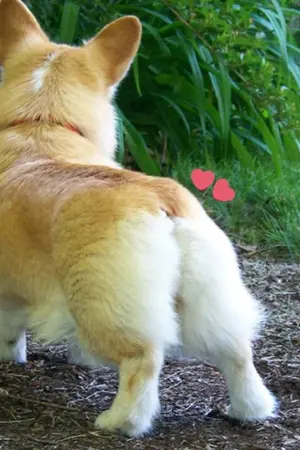 ปกนิยาย [SF/OS  EXO]  Lovely  chanbaek