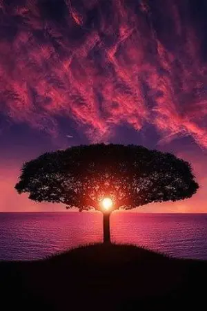 ปกนิยาย มหัศจรรย์สวนพฤกษา (จบ)