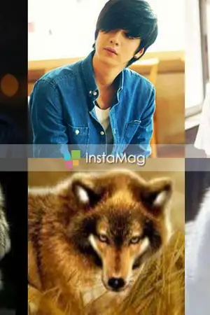 ปกนิยาย wolf moon ชะตาร้าย ทดสอบใจนายหมาป่า(yaoi เคะท้อง)