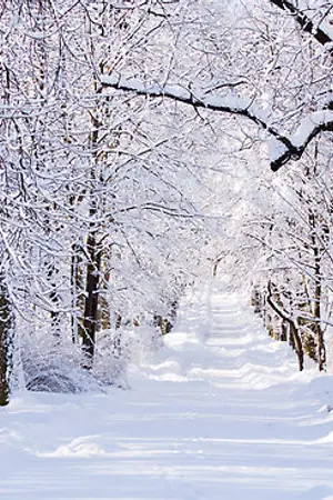 ปกนิยาย The Winter(BTS xYOU)