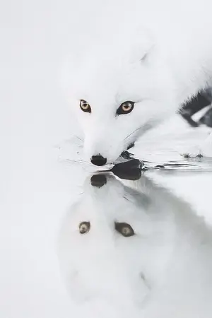 ปกนิยาย The top secret [Drarry]