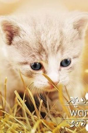 ปกนิยาย บุพเพพะรุงพะรัง