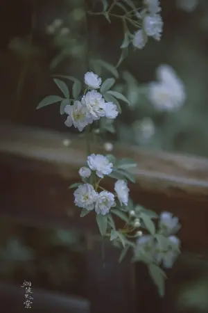 ปกนิยาย เพียงหนึ่งจอกชาน้ำกาลืมเลือน