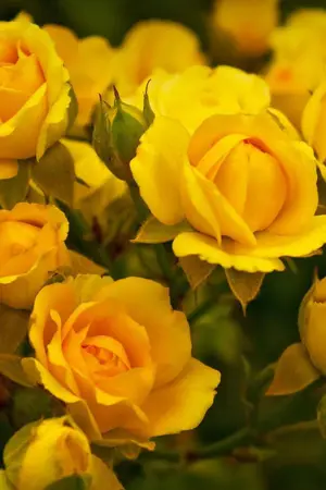 ปกนิยาย SF BTS สวนดอกไม้ของคิม