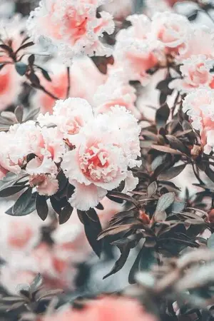 ปกนิยาย [OS/SF] - GOT7 ALLBAM