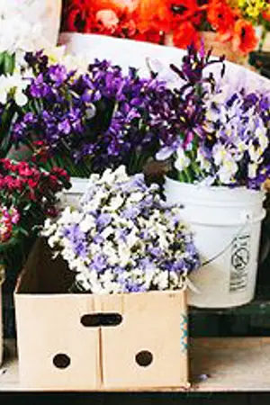 ปกนิยาย flower shop ; jaypetch or icepetch