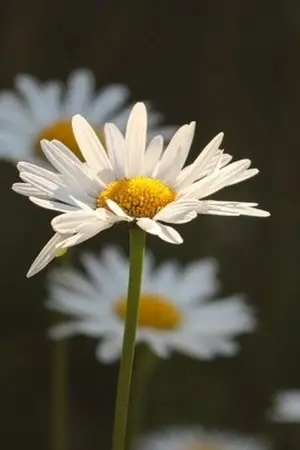 ปกนิยาย (Haikyuu)​ os/sf