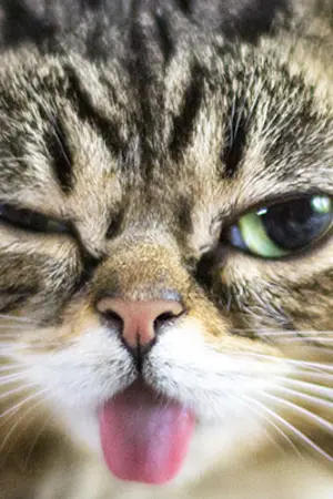 ปกนิยาย Fiction nonsense