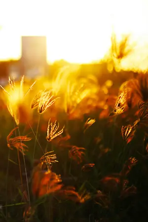 ปกนิยาย อริญชย์พ่ายรัก