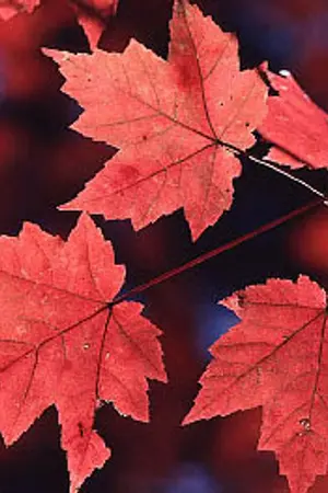 ปกนิยาย [Fic yume100] อาทิตย์ทอแสงสาดส่องเมเปิ้ลในวสันตฤดู