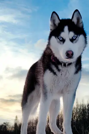 ปกนิยาย สวัสดีครับ ผมเป็นสัตว์เลี้ยงของคุณ (BL)