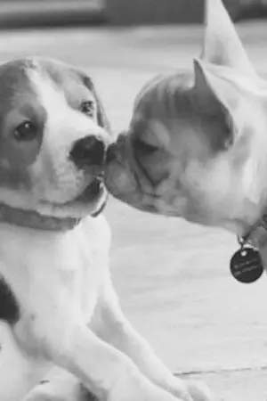 ปกนิยาย - A S K A P P L I C A T I O N S - |MarkBam| #อ้าคมบ