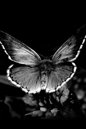 ปกนิยาย [ wanna one ] อย่าให้ใครทำร้ายคุณ | Linhoon