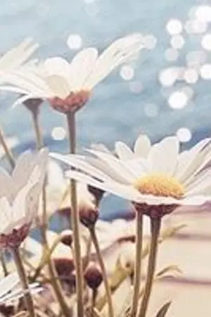 ปกนิยาย ทะเลดาวในขวดแก้ว