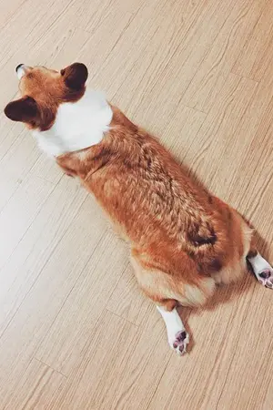 ปกนิยาย made bear  = chanbaek 'ㅅ'