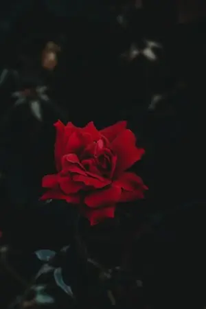 ปกนิยาย [ Identity V ] Eternal Flower