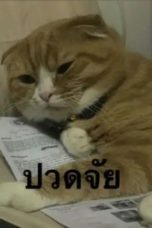 ปกนิยาย