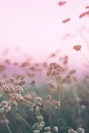 ปกนิยาย [Fic BTS] My Princess [KookGa]