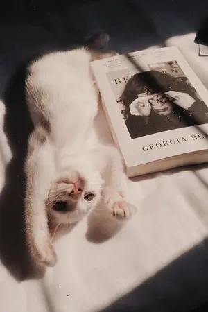 ปกนิยาย [Fic Harry Potter] ผมเกิดใหม่เป็นแมวของตระกูลมัลฟอยครับ ! [BL/YAOI] [OC]