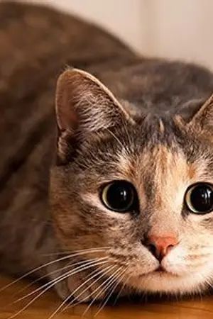 ปกนิยาย ติน กับ โลกที่เปลี่ยนไป