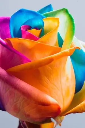 ปกนิยาย กุหลาบสีรุ้ง แห่งดงเวียงดัง