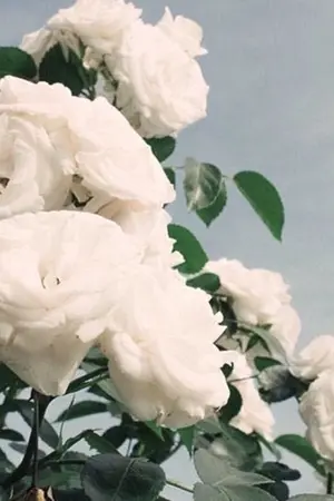 ปกนิยาย (NCT) Chicken Little ♡ Jaedo