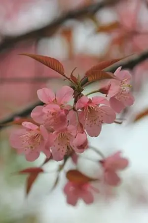 ปกนิยาย Lovely comparn