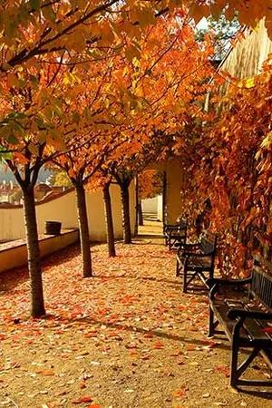 ปกนิยาย (SF/OS) Autumn with you | LinHoon | Wanna-One