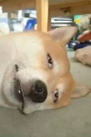 ปกนิยาย Google to another World [With Many -Loli-] {อากู๋ผจญภัย} ชื่อชั่วคราว