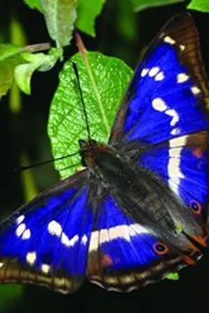 ปกนิยาย Purple Emperor