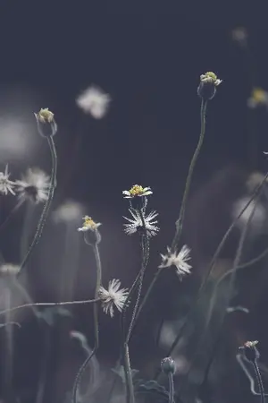 ปกนิยาย os/sf  LinHoon