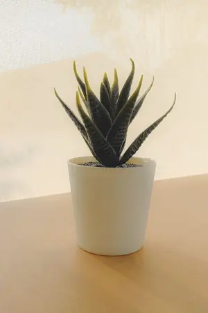 ปกนิยาย [YAOI] พระพายกลางสายลม