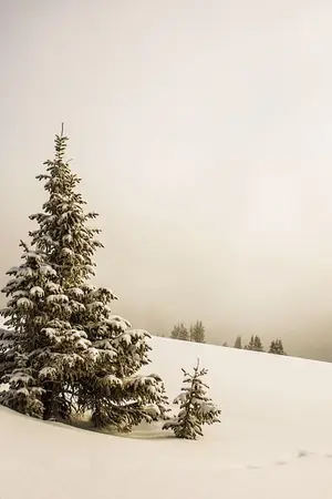 ปกนิยาย สายลมหนาว (ลม)