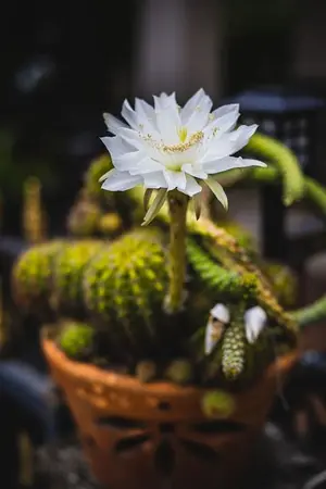 ปกนิยาย เพ(ร)าะใจ