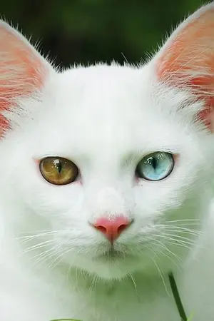 ปกนิยาย Odd eyes ต้องทำยังไงถึงรัก