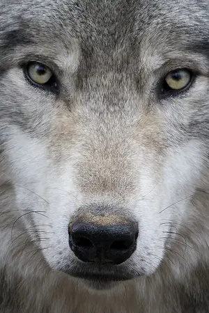 ปกนิยาย ♥EXO ดวงใจหมาป่า kaido chenmin ♥