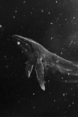 ปกนิยาย Whalien 52 (yaoi)