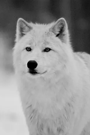 ปกนิยาย ทดลองลงเพลงและธีน