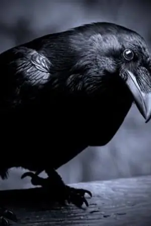 ปกนิยาย [YAOI] CROW ผมคืออีกา