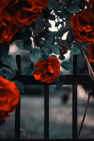 ปกนิยาย [ NCT - TAETEN ] Crimson Roses