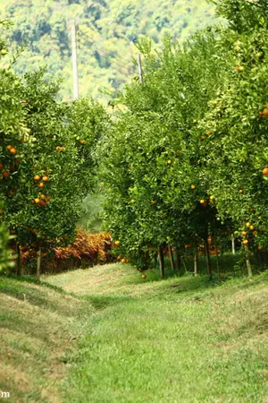 ปกนิยาย Niorbam   ดวงหทัยสีหราช