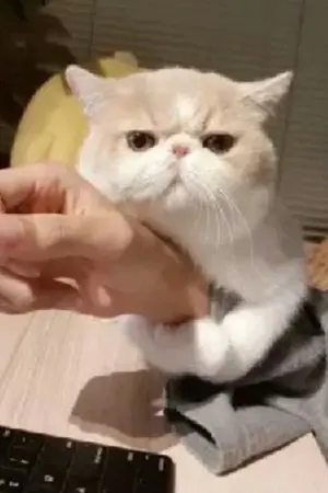 ปกนิยาย Harry Potter & Fantastic Beats all x oc ...ภาค1 ความทรงจำอันบิดเบือน(รอรีไรท์)