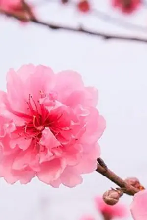 ปกนิยาย เหม่ยฮวา  (ย้อนรักนักฆ่าอัจฉริยะ)