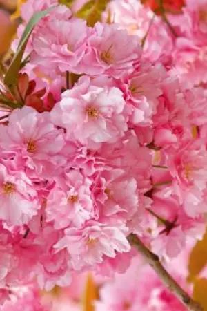 ปกนิยาย [FanFiction Touken Ranbu ]  さくらメモリーズ  (YAOI) // หยุดอัพชั่วคราว