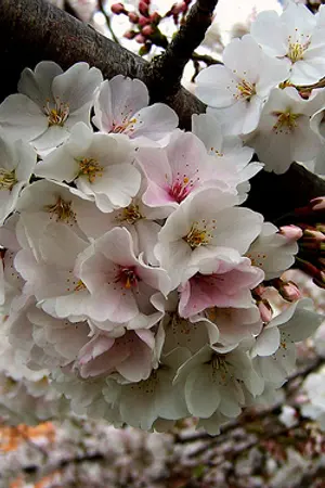 ปกนิยาย {EXO} SAKURA  : ChanBaek