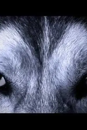 ปกนิยาย { F I C E X O }The  Werewolf มนุษย์หมาป่า