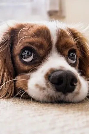 ปกนิยาย ความฝันของเด็กง่อยยน